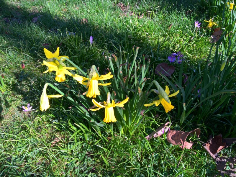 Daffodils